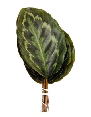 Calathea China Leaf