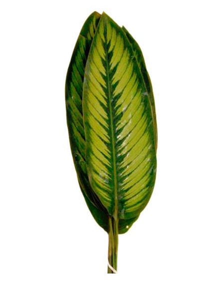 Calathea Concinna Leaf Tropical Foliage Greenery (Fresh Cut)