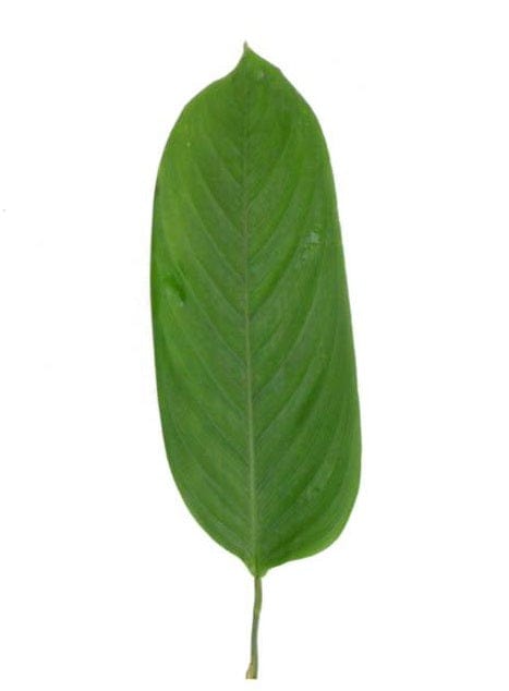 Calathea Ginny Leaf Tropical Foliage Greenery (Fresh Cut)
