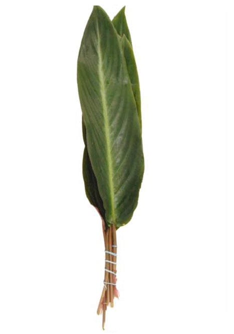 Calathea Green Leaf