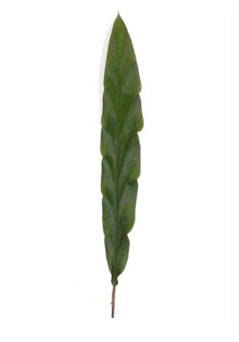 Calathea Louie Leaf Tropical Foliage Greenery (Fresh Cut)
