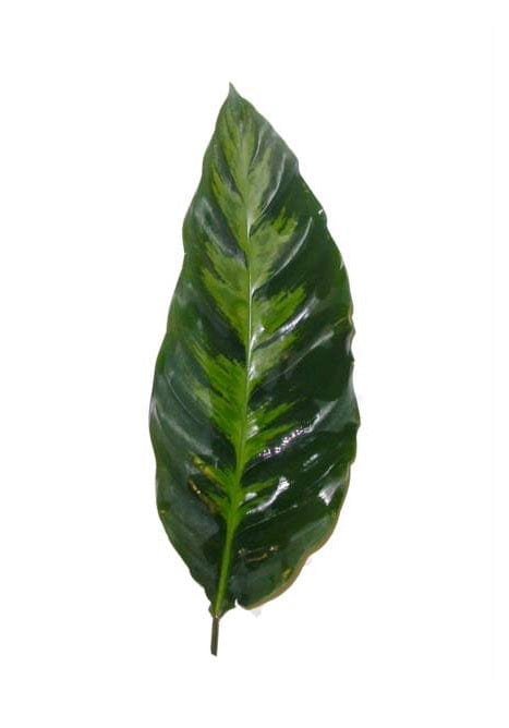 Calathea Louisa Leaf Tropical Foliage Greenery (Fresh Cut)
