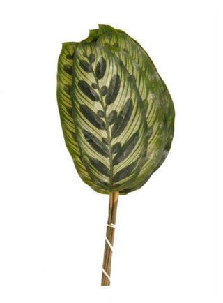 Calathea Opal Prayer Leaf Tropical Foliage Greenery (Fresh Cut)