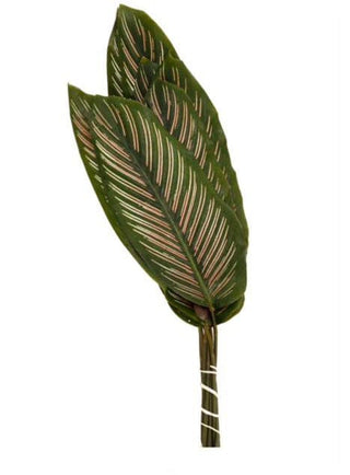 Calathea Pink Roseo Leaf Tropical Foliage Greenery (Fresh Cut)