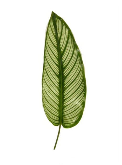 Calathea White Roseo Leaf Tropical Foliage Greenery (Fresh Cut)