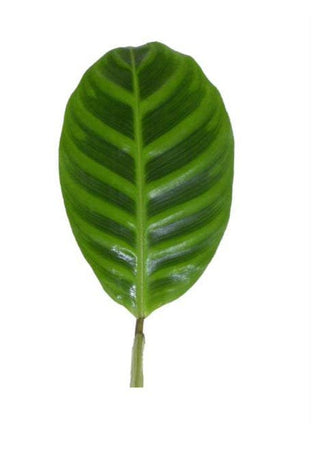 Calathea Zebra Leaf Tropical Foliage Greenery (Fresh Cut)