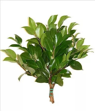 Camellia Leaf Foliage Greenery (Fresh Cut)