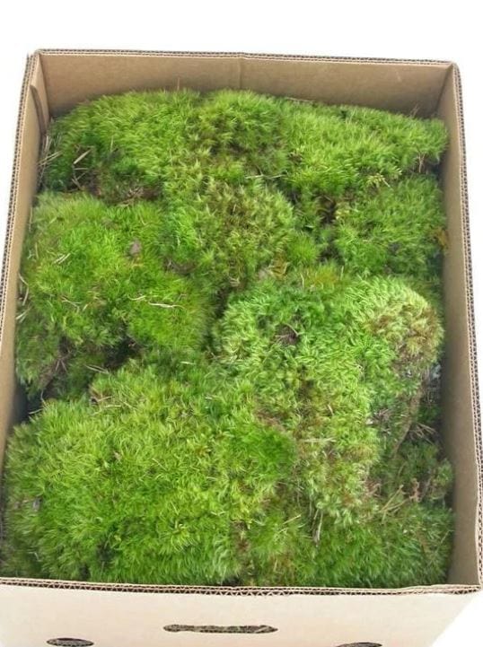 Green Clump Natural Moss Box (Fresh Cut)