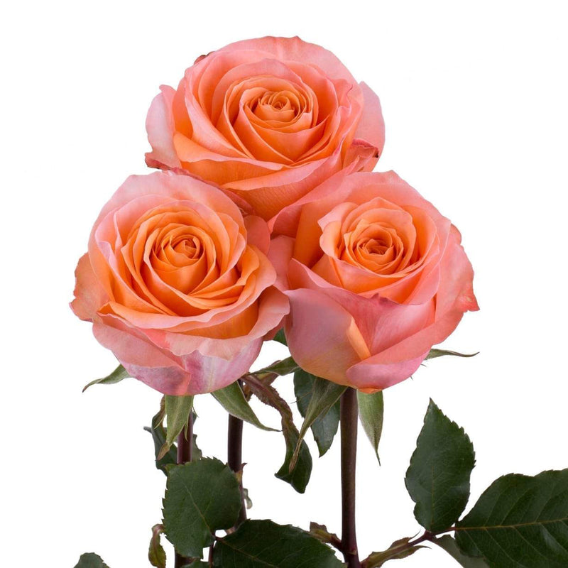 Buy Online High quality and Fresh Coral Rose - Greenchoice Flowers