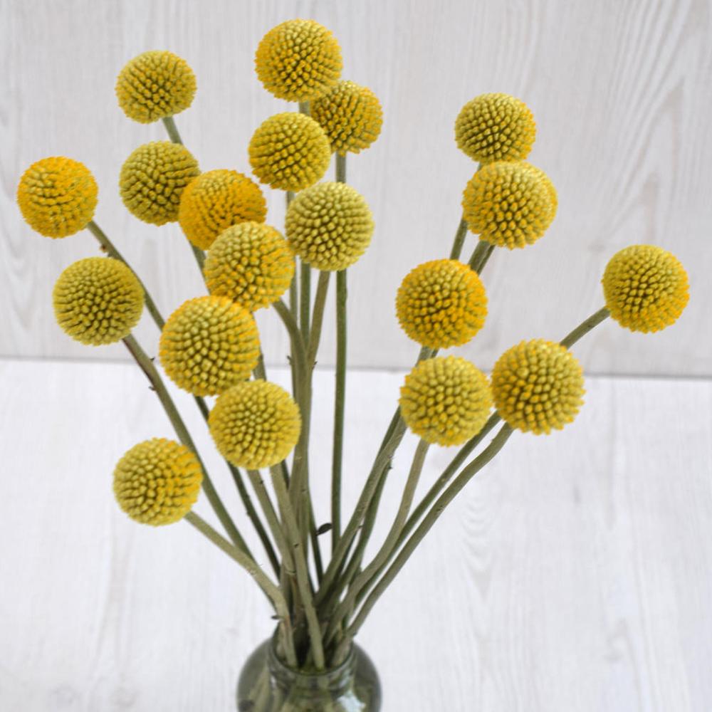 Yellow Craspedia Billy Balls