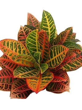 Croton Tropical Mixed Foliage Greenery (Fresh Cut)