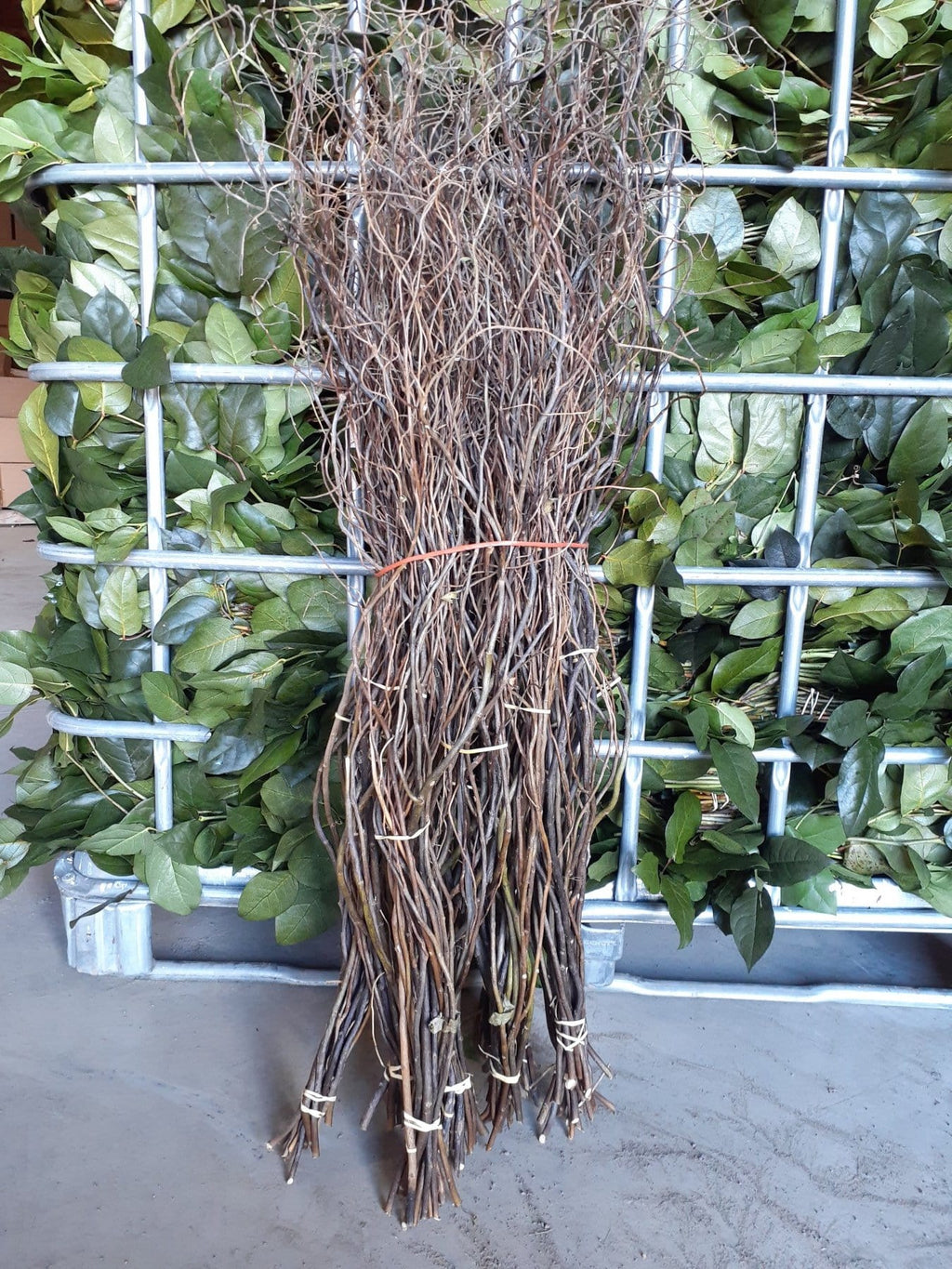 Buy Online High quality and Fresh Curly Willow Natural - Greenchoice Flowers