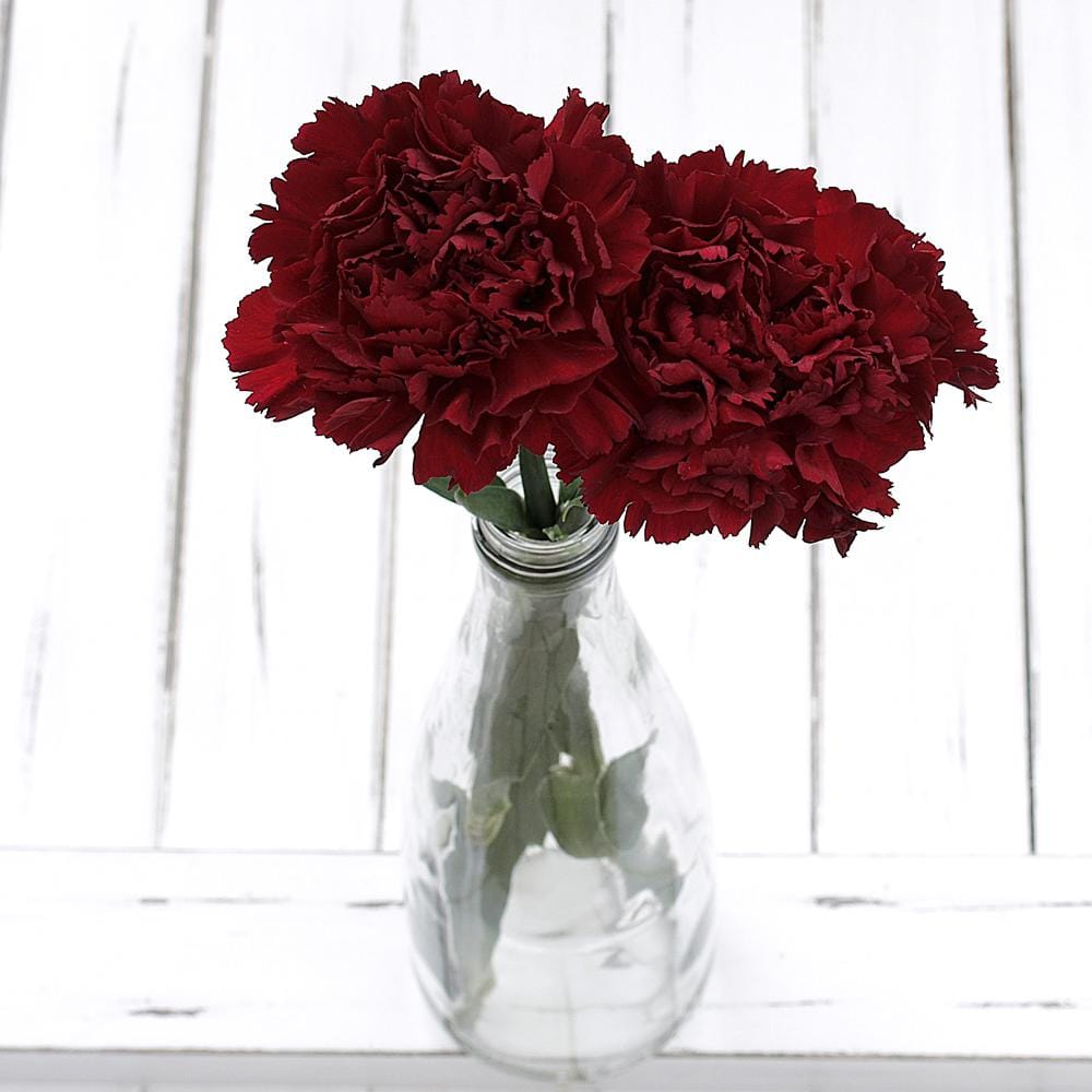 Buy Online High quality and Fresh Dark Red Carnation - Greenchoice Flowers