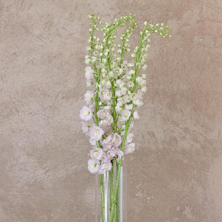 Buy Online High quality and Fresh Pink Delphinium Royal - Greenchoice Flowers