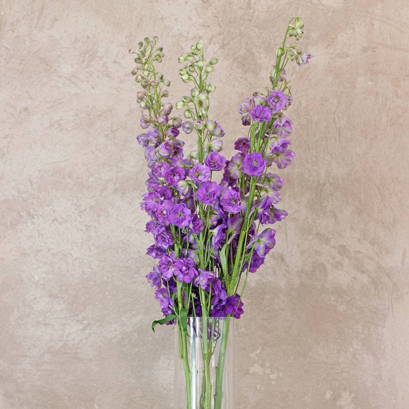 Buy Online High quality and Fresh Purple Delphinium Royal - Greenchoice Flowers