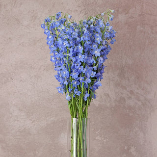 Buy Online High quality and Fresh California Dream - Greenchoice Flowers