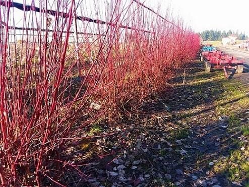 Buy Online High quality and Fresh Dogwood Red Osier Natural - Greenchoice Flowers