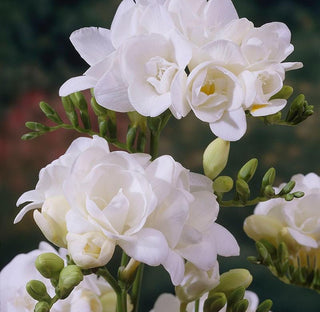 Buy Online High quality and Fresh White Freesia - Greenchoice Flowers