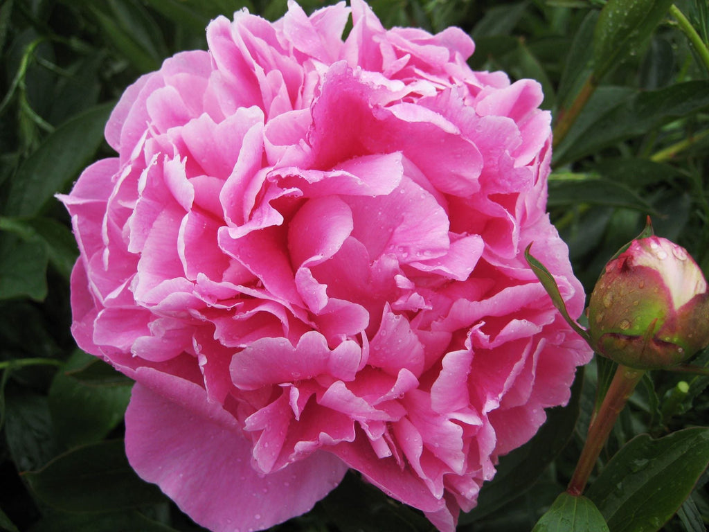 Dr. Alexander Fleming - Patagonia Peonies Flowers | Fresh-Cut Wholesal ...