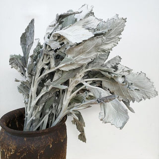 Buy Online High quality and Fresh Dusty Miller Natural - Greenchoice Flowers