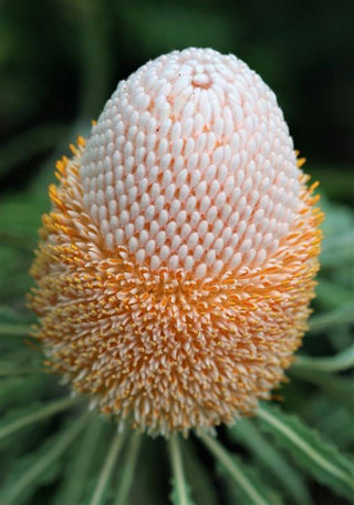 Protea Hookeriana 40cm  (African Flower)