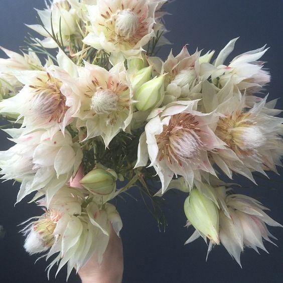 Protea Blushing Bride Wedding (African Flower)