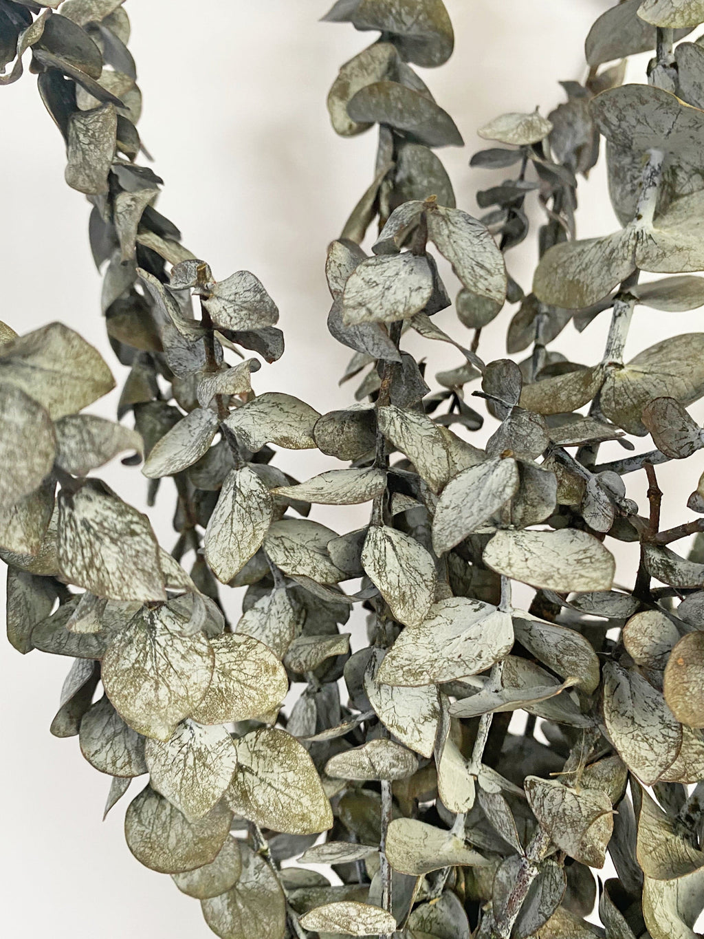 Eucalyptus Dried Preserved Leaves