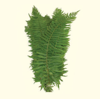 Flat Fern Foliage Greenery (Fresh Cut)