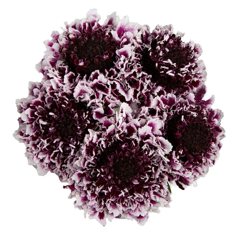 Buy Online High quality and Fresh Focal Scabiosa Cherry Vanilla - Greenchoice Flowers