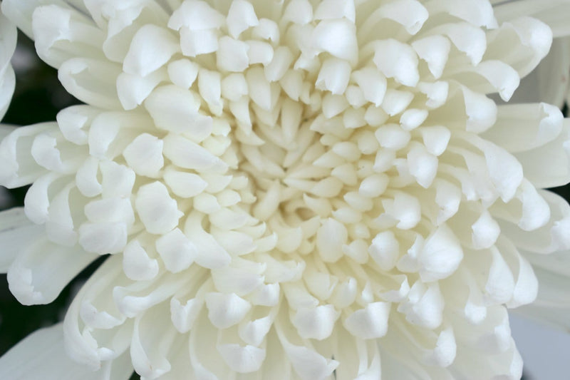 Buy Online High quality and Fresh White Gagarin Cremon - Greenchoice Flowers