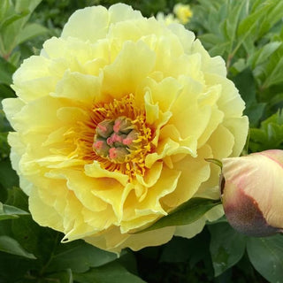 Garden Treasure - Patagonia Peonies Flowers | Fresh-Cut Wholesale Peony (October - November - December)