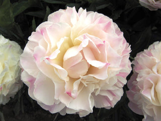Buy Online High quality and Fresh Gardenia Peony - Greenchoice Flowers