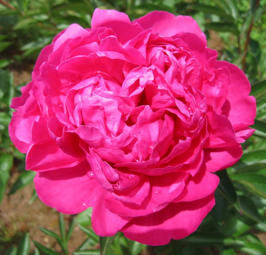 Premium Pink Peonies Flower July, August & September