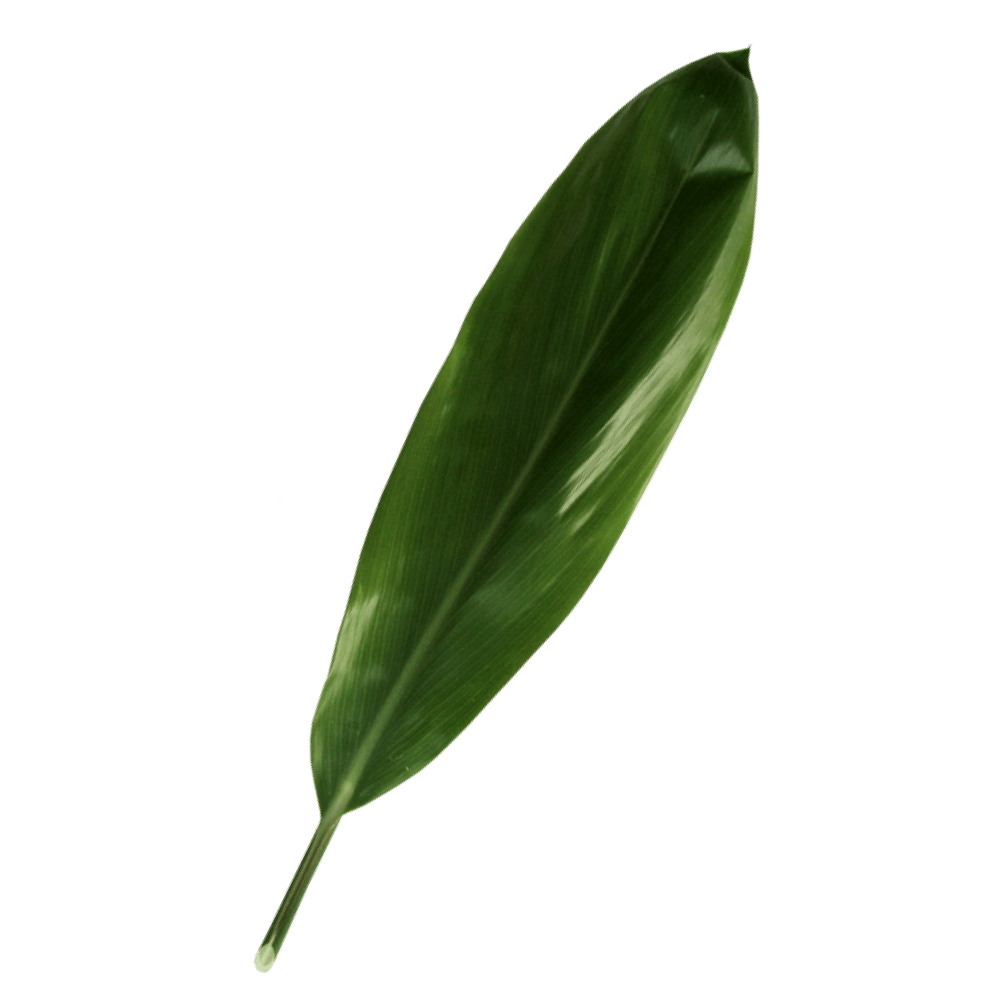 Green TI Leaf