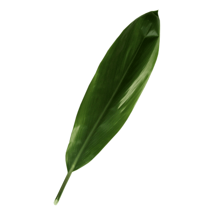 Green TI Leaf
