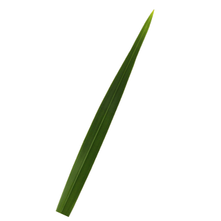 Green Flax