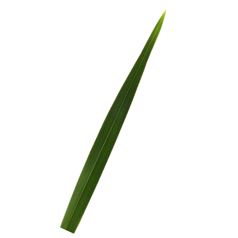 Green Flax