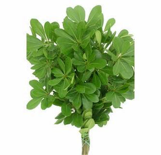 Green Pitt Pittosporum Greenery Foliage Vine (Fresh Cut)