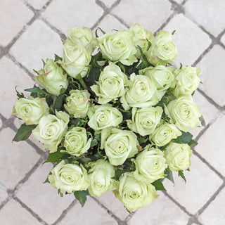 Green Ecuadorian Rose (Fresh Cut)