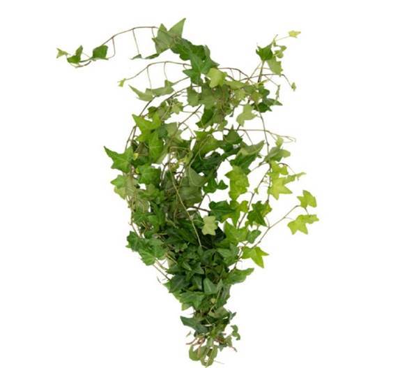 Green Ivy Greenery Foliage Vine (Fresh Cut) - 5