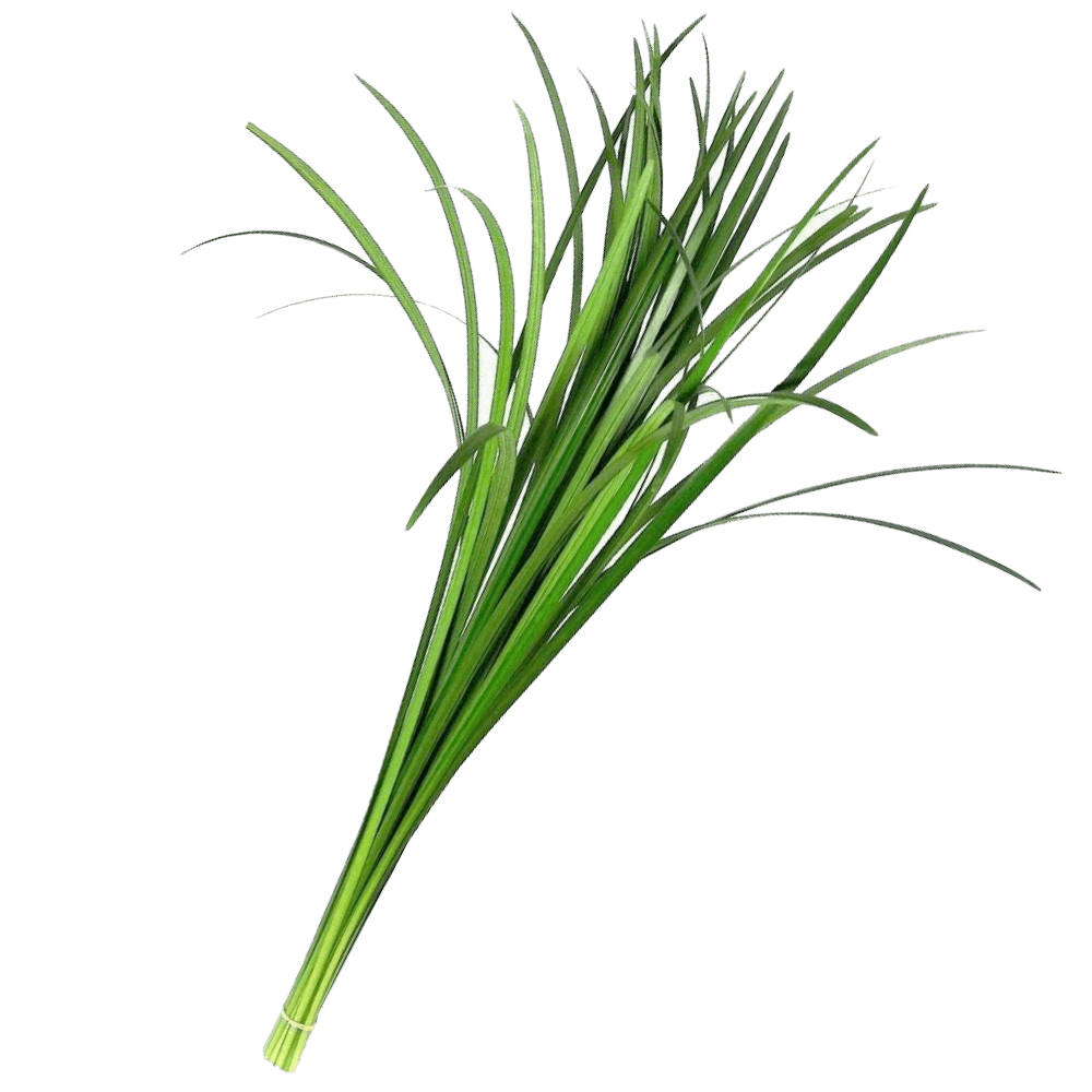 lily grass flower Lily Grass Green Filler