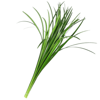 Buy Online High quality and Fresh Lily Grass Green Filler - Greenchoice Flowers