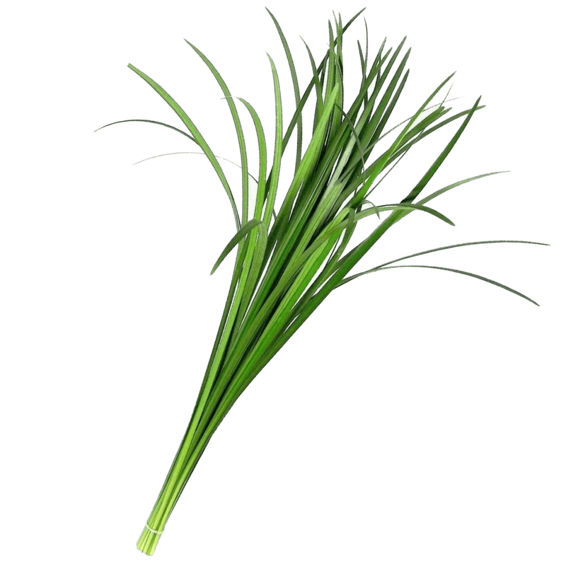 Buy Online High quality and Fresh Lily Grass Green Filler - Greenchoice Flowers