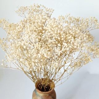 Gypsophilia Dried Preserved