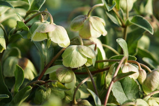 Buy Online High quality and Fresh White Helleborus - Greenchoice Flowers