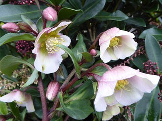 Buy Online High quality and Fresh White Helleborus - Greenchoice Flowers