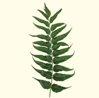 Holly Fern Leaves Greenery Foliage Vine (Fresh Cut)