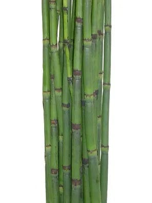 Horsetail Tropical Greenery Foliage (Fresh Cut)