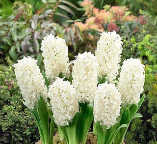 Hyacinth White