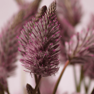 Magical Matilda Filler (Ptilotus exaltatus) Purple Lavender